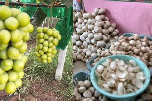 陜西小伙返鄉創業路 一果一世界，年銷2000萬元背后的奮斗與鄉情